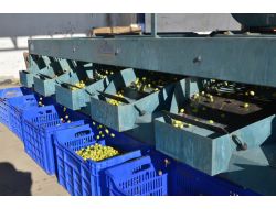Tariş Burhaniye'de Yeşil Zeytin Alımına Başladı