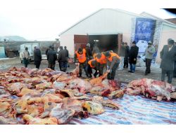 Mersinli İşadamları Moğolistan İle Gönül Köprüsü Kurdu