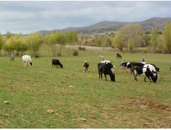 Kırıkkale’de Brusella Hastalığı Şüphesi