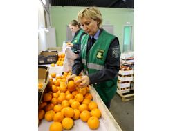 Rusya, 26 Ton Mandalinayı Türkiye’ye Geri Gönderdi