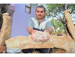 Alanyalı Çobanın Taş Koleksiyonu Yabancılardan İlgi Görüyor