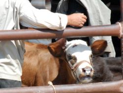 Kurban Bayramı’nda  2 Milyon 684 Bin 17 Hayvan Kurban Edildi