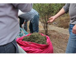 Kenevir Artıkları Otoban Kenarında..