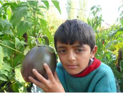 Yaklaşık Bir Buçuk Kiloluk Patlıcan Yetiştirdi