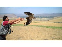 Nesli Tükenme Tehlikesi Bulunan Küçük Akbabalar Uydudan Takip Ediliyor