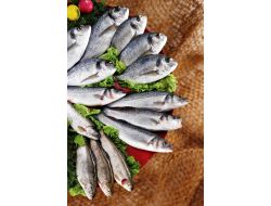 Türk Su Ürünleri Balkanlar'a Açıldı