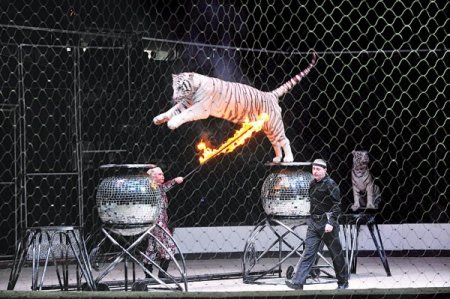 Büyük Ankara Sirki Gösterileri