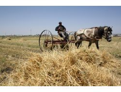 Gürcistan'dan Ot İthalatının Önündeki Engel Kaldırıldı