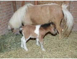 İzmir Doğal Yaşam Parkı, Minik Tay İle Şenlendi