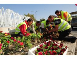 Başkent Kışlık Çiçeklerle Süsleniyor