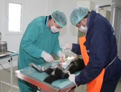Kocaeli'de 11 Bin 600 Sokak Hayvanı Kısırlaştırıldı