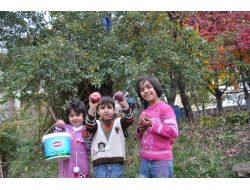 Tatvan’da Kışlık Elma Hasadı Başladı