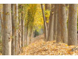 Dökülen Yapraklar Sonbaharın Hüznünü Yansıtıyor