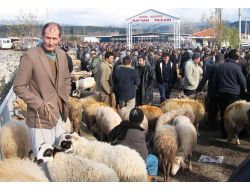 Havran’da 'Koyun - Keçi Çiçeği Hastalığı' Paniği