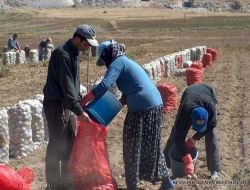 Nevşehir'de Çiftçiye 5 Milyon Tl Ödeme Yapılacak