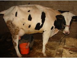 Yem Sorunu Yaşamayan Hollandalı Süt Üreticisi Daha Karlı