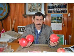 İhracat Durdu, Türkiye 'Nar'a Doydu