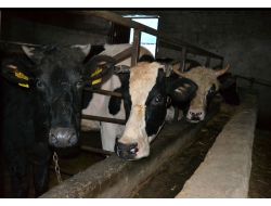 Strese Giren İnekler Müzik Dinleyerek Rahatlıyor, Süt Verimi Artıyor