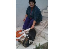 Kemoterapi Tedavisi Gören Sokak Köpeği İyileşti