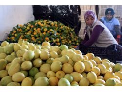 Narenciye Üreticisi Havaların Soğumasını Bekliyor