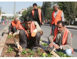 Şanlıurfa, Ekilecek 500 Bin Çiçekle Güzelleşecek
