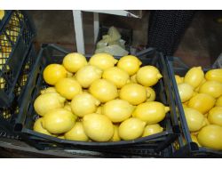 Finikeli Limon Üreticisinin Bu Yıl Yüzü Güldü