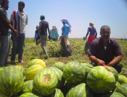 'Mevsimlik Tarım İşçileri' Araştırmasının Sonuçları İç Açıcı Değil (Özel)