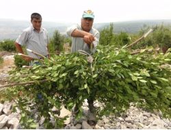 Tarsus, Defne Üretiminde Pilot Bölge Oldu