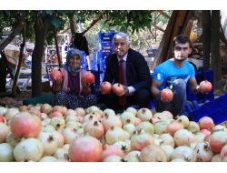 KEBEN NARI HASADI BAŞLADI!