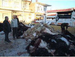 Thk Silifke Şubesi, Kurbanda 4 Bin Deri Topladı