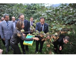 2. Artvin Kivi Yetiştiriciliği Teşvik Müsabakası Ve Tarla Günü Düzenlendi