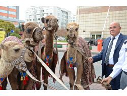 Deve Kervanları 'İpekyolu Belediye Başkanları Forumu' İçin Şehir Turu Yaptı