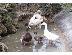 Göç Ederken Rahatsızlanan Pelikanı İşçiler Buldu