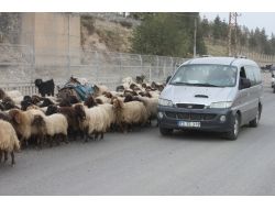 Şırnak’ta Göçlerin İnişleri Devam Ediyor..