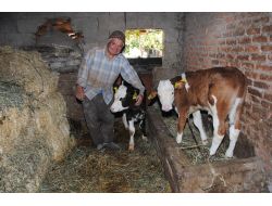 Anaç Sığır Ve Buzağı Destekleme Başvuruları Başladı