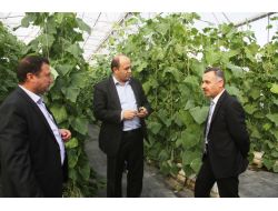 Mardinli Çiftçi, Kurduğu Sera İle Örnek Çiftçi Oldu