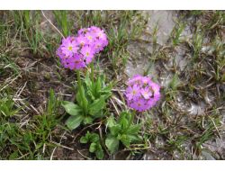 25 Kuruşa Toplatılan Çuha Çiçeği, 50 Bin Dolara İlaç Olarak Türkiye'ye Satılıyor