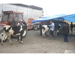 Kulu’da 156 Gebe Düve Dağıtıldı