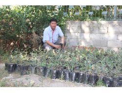 Burhaniye'de Geçen Sene Ekilen Meşe Palamutları Filiz Verdi