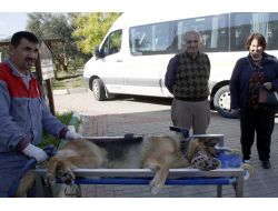 Ortakulak İltihabı Olan Köpek, Bursa’da Tedavi Edildi