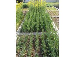 Türkiye’de Bitkisel Yağ Bitkisi Yetiştirildiği Halde İthalata Devam Ediliyor