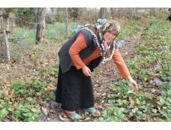 İhsangazi’nin Kış Çileği