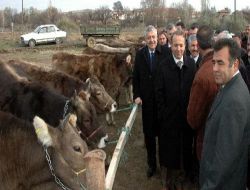 Köylülere 300 Gebe Düve Dağıtıldı