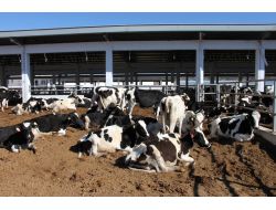 Sahipleri Kayıplara Karışınca İnekler Ölüme Terk Edildi