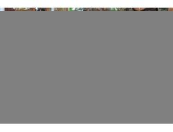 Endonezya'da Kuş Yarışması Büyük İlgi Görüyor (Özel)