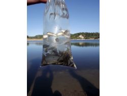 Obaf Ve Üftade İlköğretim Öğrencileri Gölete 10 Bin Balık Yavrusu Saldı