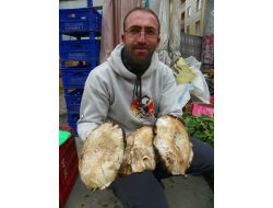 Doğal Mantarlar Pazara İndi