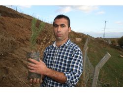 5 Yıl Önce Kaza Yaptı Mahkeme Ağaç Dikim Cezası Verdi