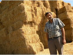 Yakılarak İmha Edilen Çeltik Sapları Ekonomiye Kazandırıldı