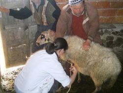 Havran’da Çiçek Aşılaması Hız Kazandı
